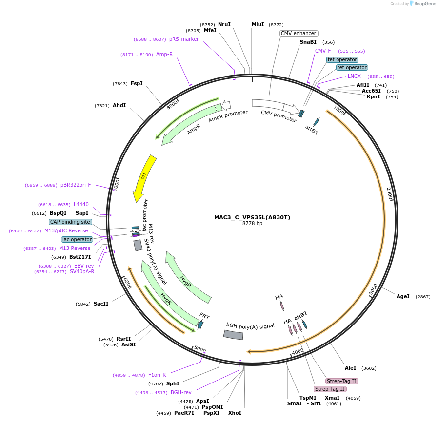 209693-plasmid-map-sequence-id-441775