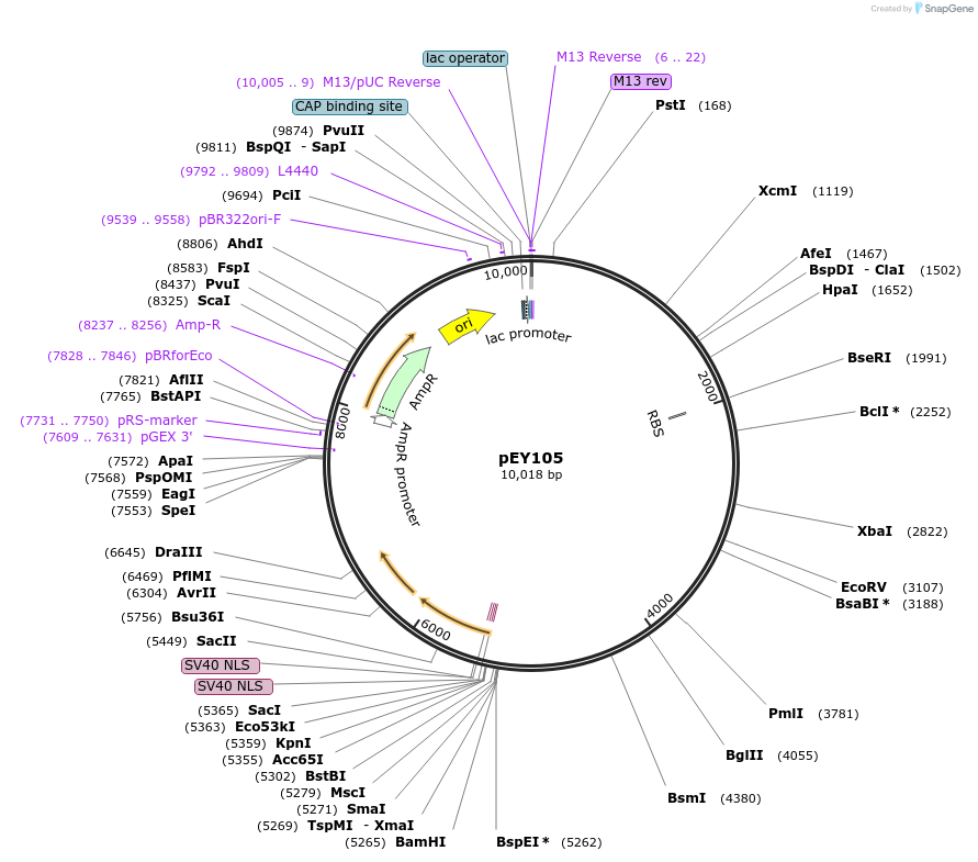 223452-plasmid-map-sequence-id-441785