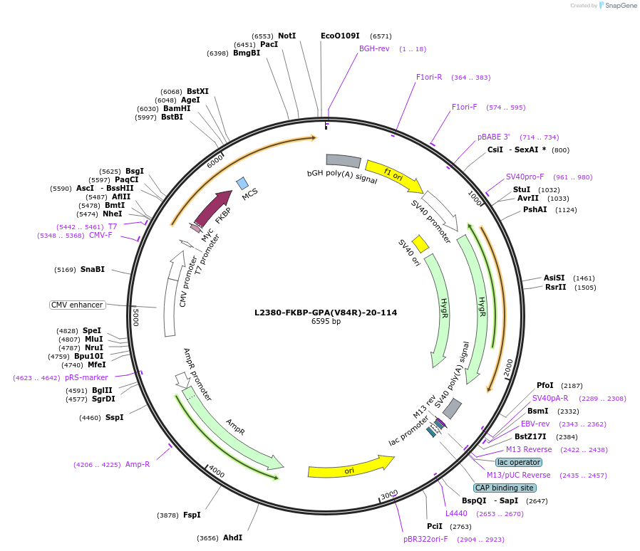 222900-plasmid-map-sequence-id-441786