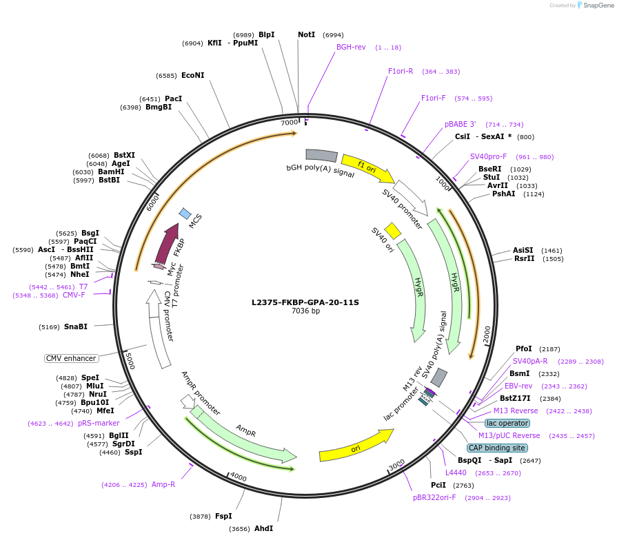 222897-plasmid-map-sequence-id-441787