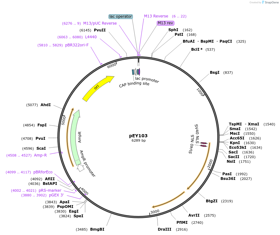 223450-plasmid-map-sequence-id-441789