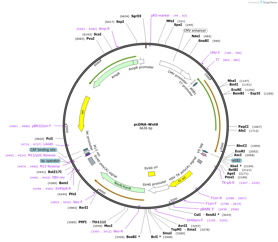 35913-plasmid-map-sequence-id-44179