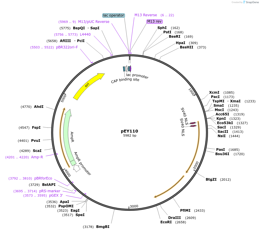 223457-plasmid-map-sequence-id-441790