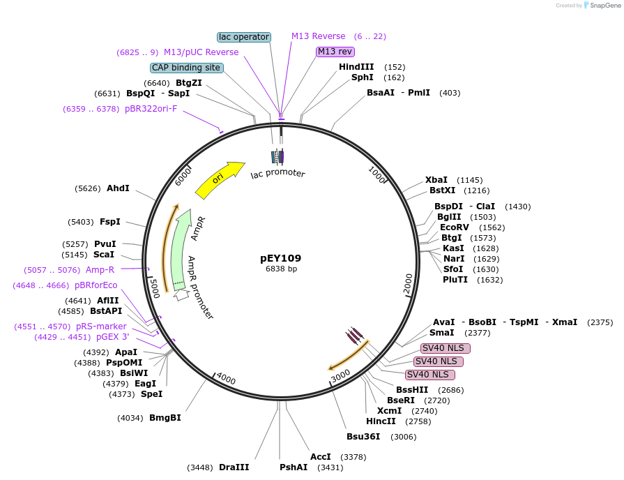 223456-plasmid-map-sequence-id-441792