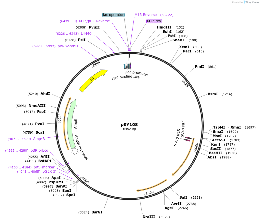 223455-plasmid-map-sequence-id-441794
