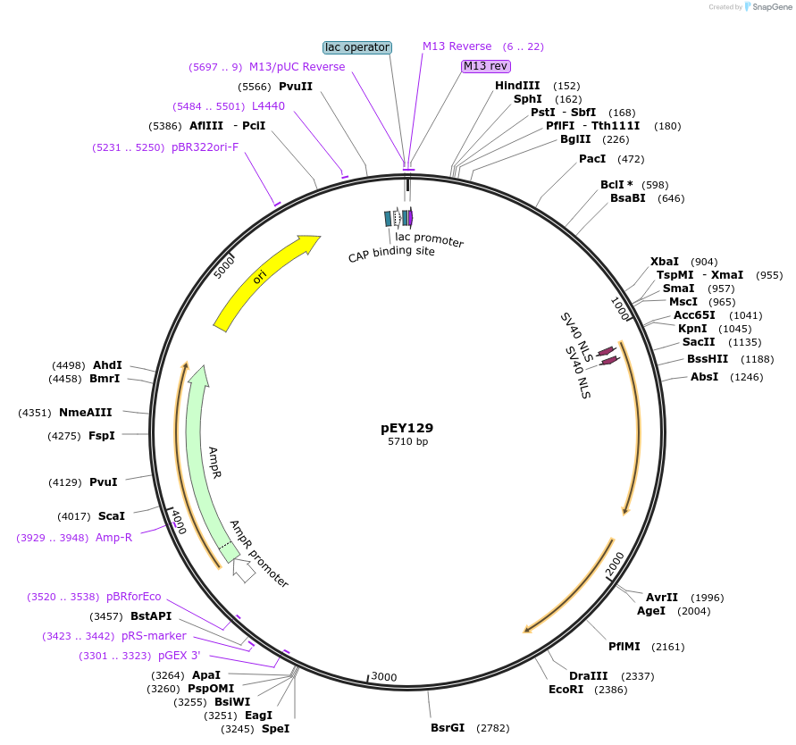 223476-plasmid-map-sequence-id-441795