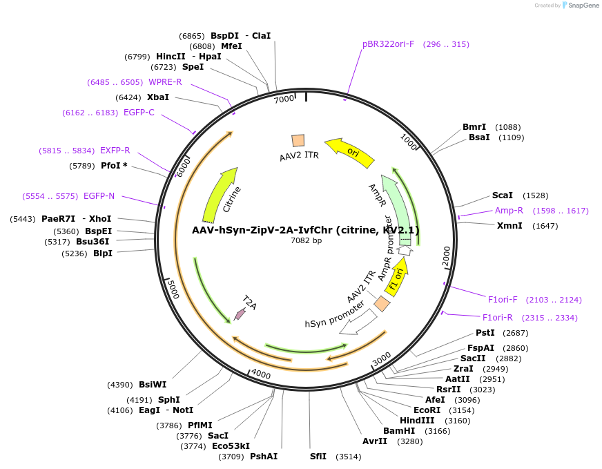 221618-plasmid-map-sequence-id-441799