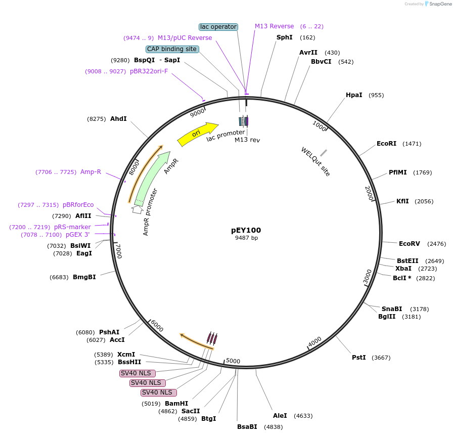 223447-plasmid-map-sequence-id-441801