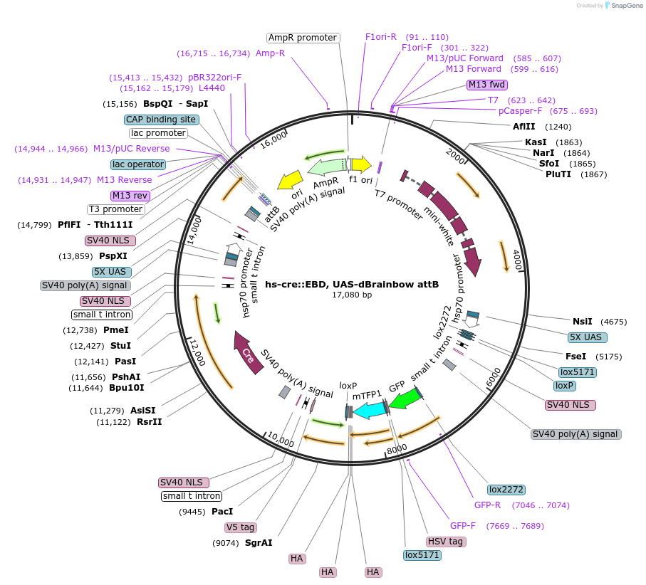 220326-plasmid-map-sequence-id-441806