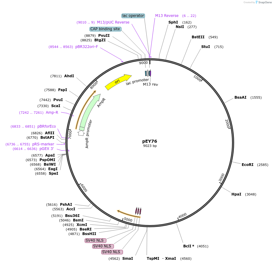 223445-plasmid-map-sequence-id-441808