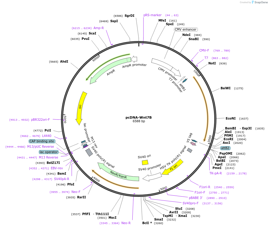 35915-plasmid-map-sequence-id-44181