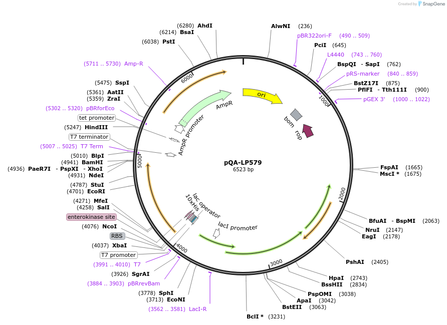 222958-plasmid-map-sequence-id-441818