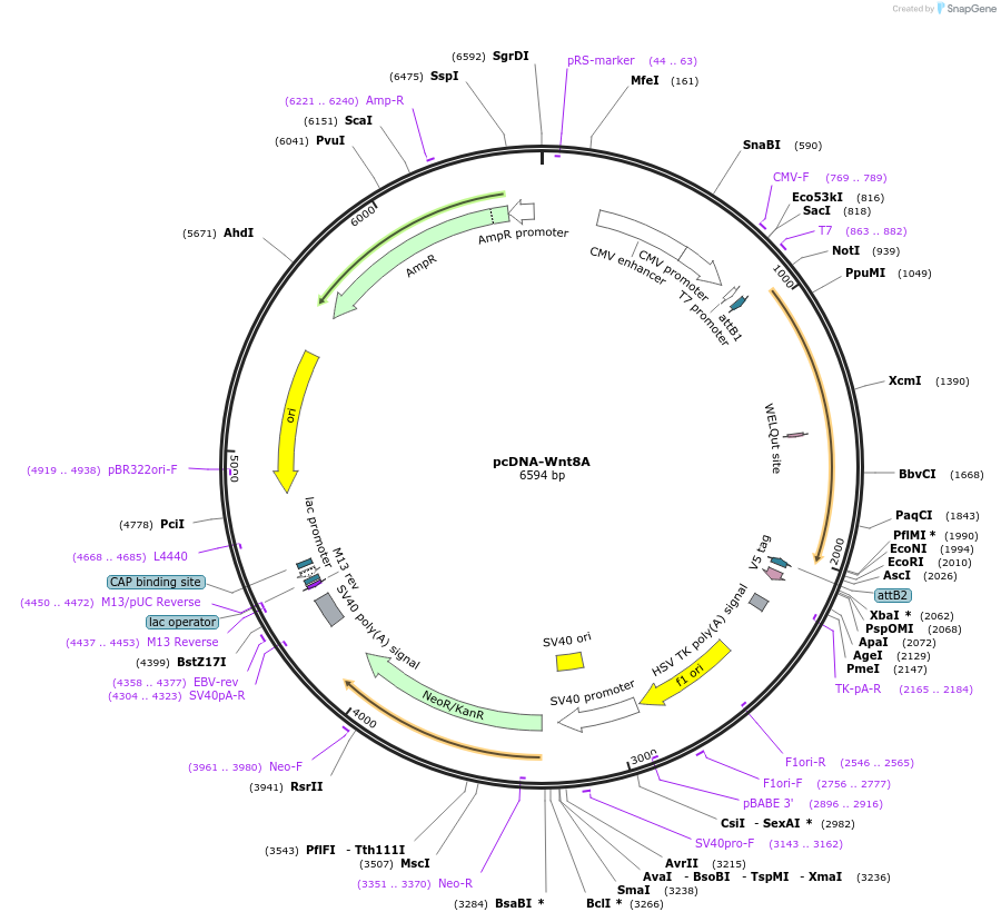35916-plasmid-map-sequence-id-44182