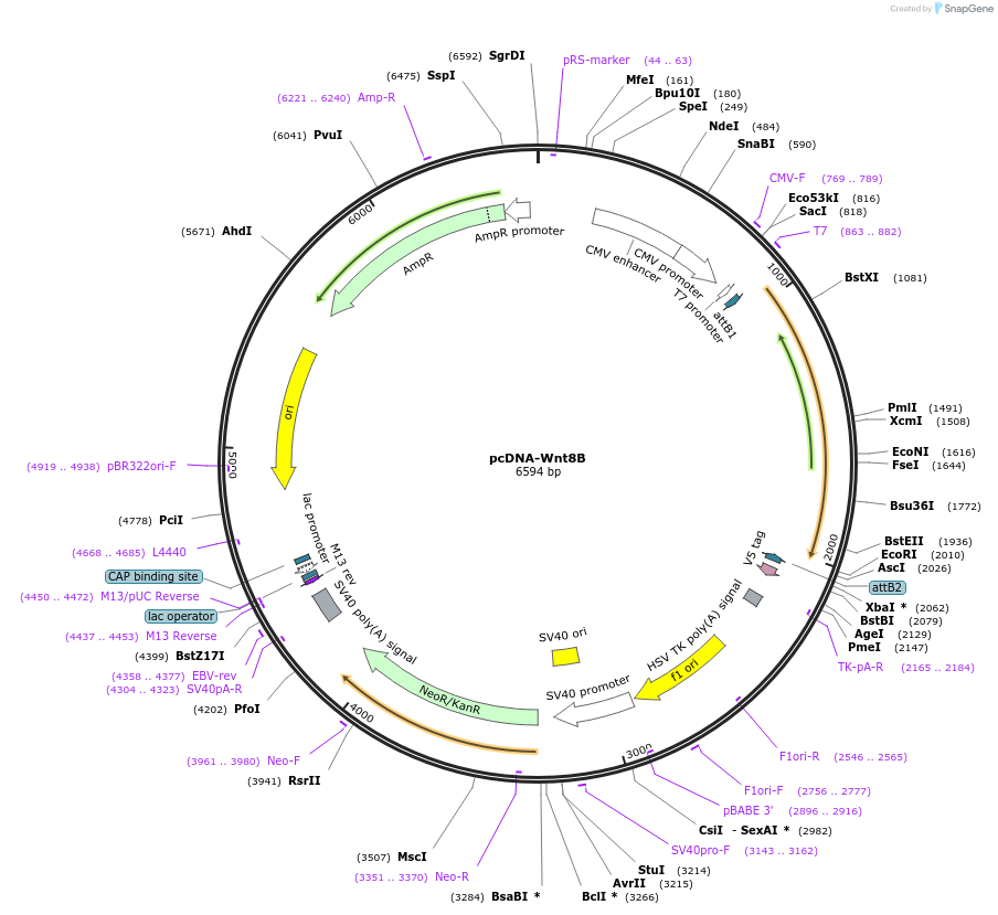 35917-plasmid-map-sequence-id-44183