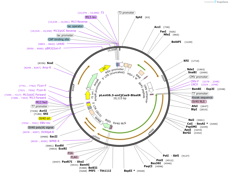 220978-plasmid-map-sequence-id-441843
