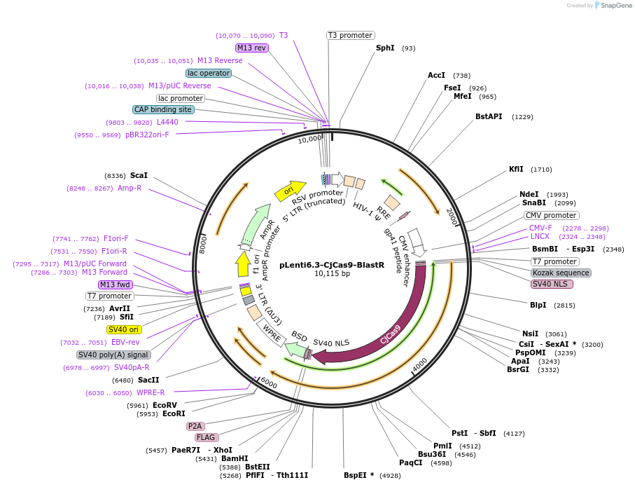 220979-plasmid-map-sequence-id-441845
