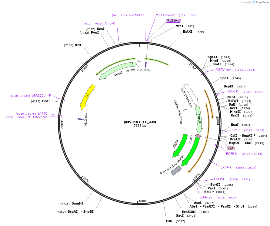 217261-plasmid-map-sequence-id-441846
