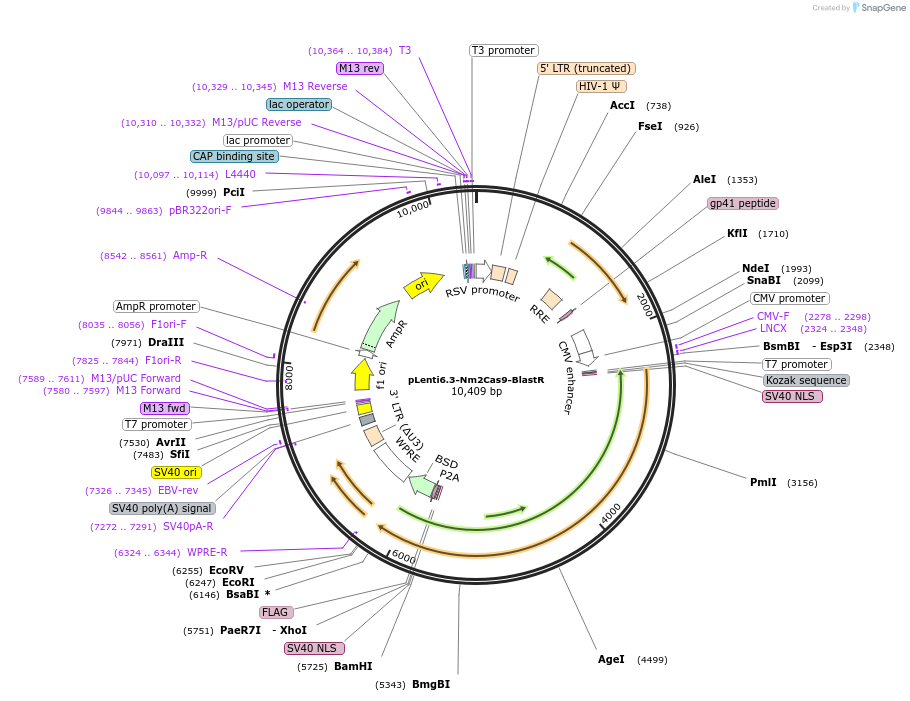 220980-plasmid-map-sequence-id-441847