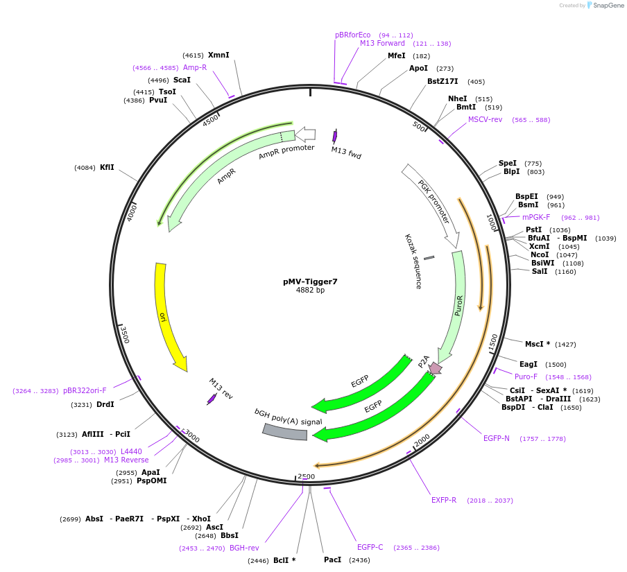 217265-plasmid-map-sequence-id-441849