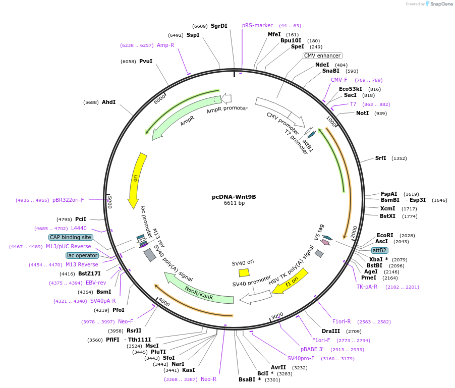 35919-plasmid-map-sequence-id-44185