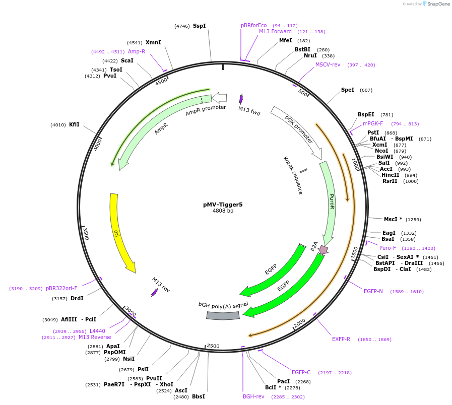 217272-plasmid-map-sequence-id-441867