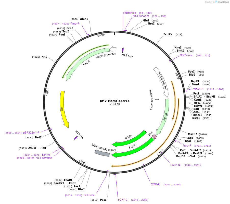 217275-plasmid-map-sequence-id-441871