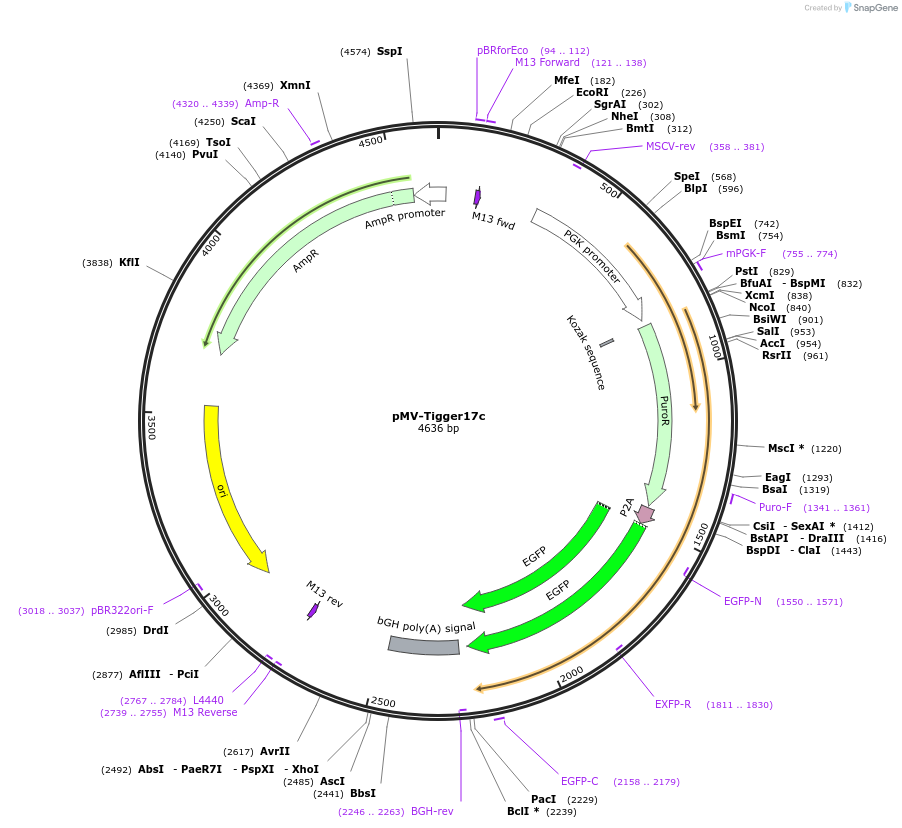 217276-plasmid-map-sequence-id-441872