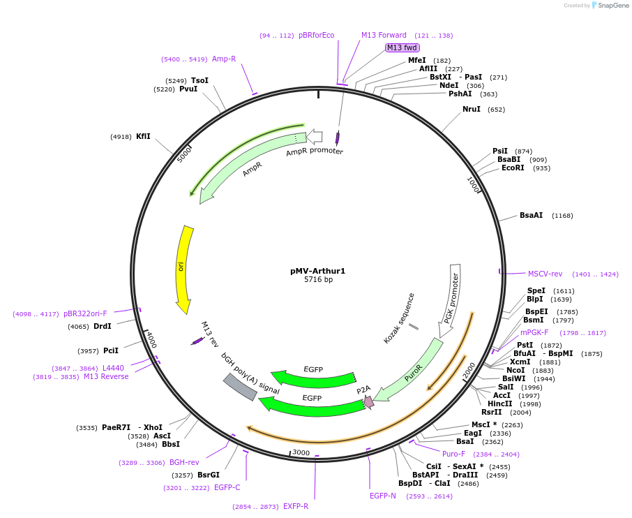 217279-plasmid-map-sequence-id-441875