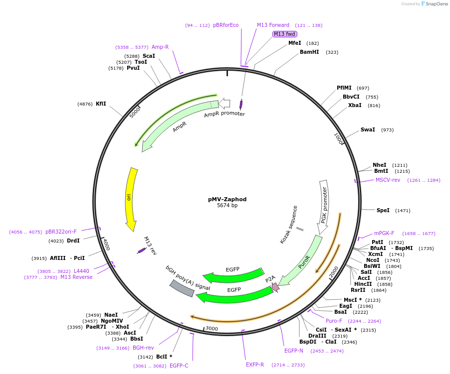 217283-plasmid-map-sequence-id-441877