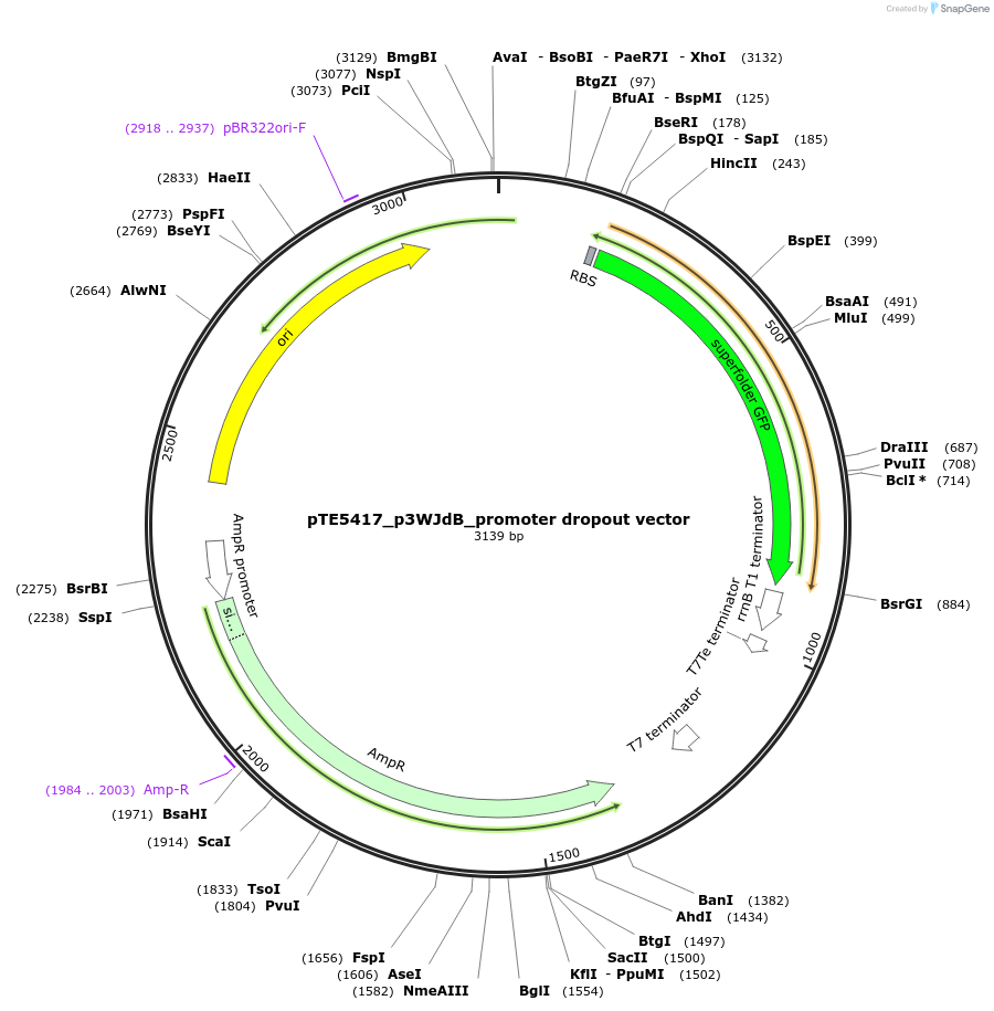 221191-plasmid-map-sequence-id-441879