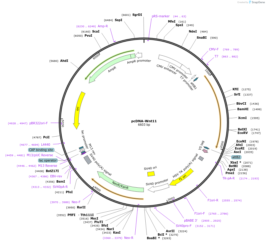 35922-plasmid-map-sequence-id-44188