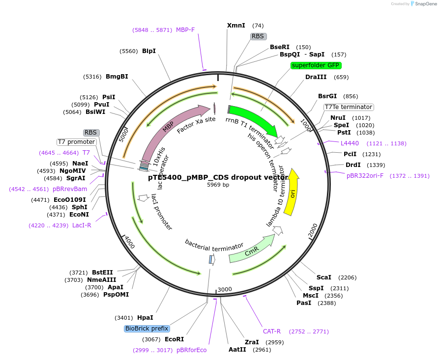 221189-plasmid-map-sequence-id-441881