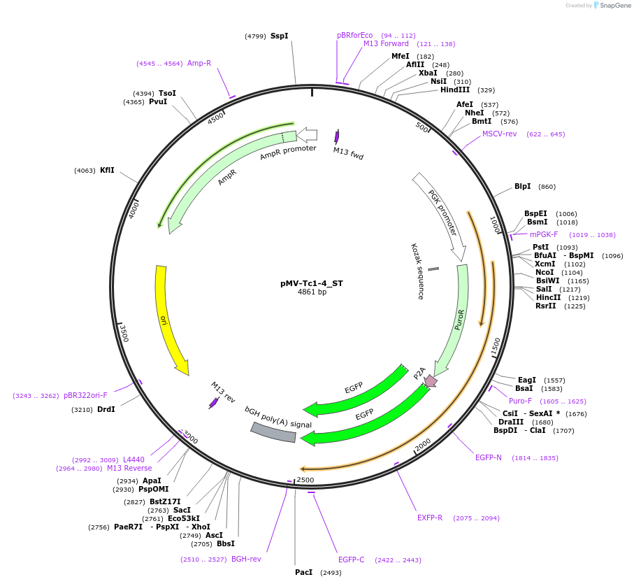 217291-plasmid-map-sequence-id-441887