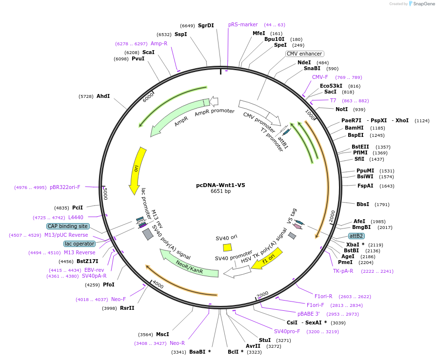 35924-plasmid-map-sequence-id-44190