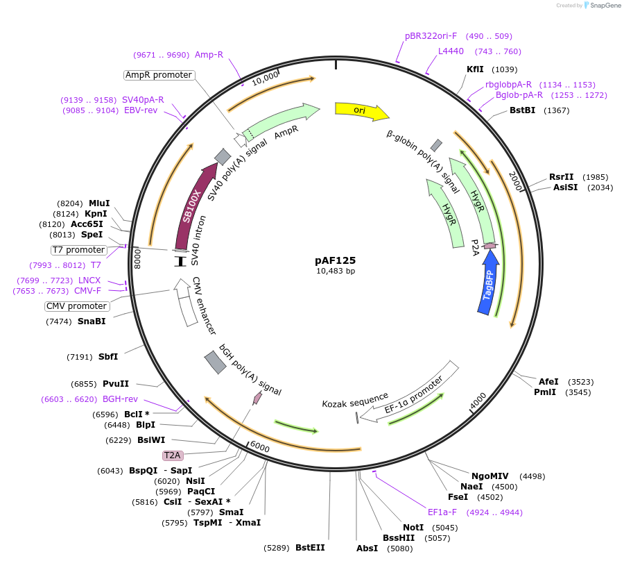 222373-plasmid-map-sequence-id-441916
