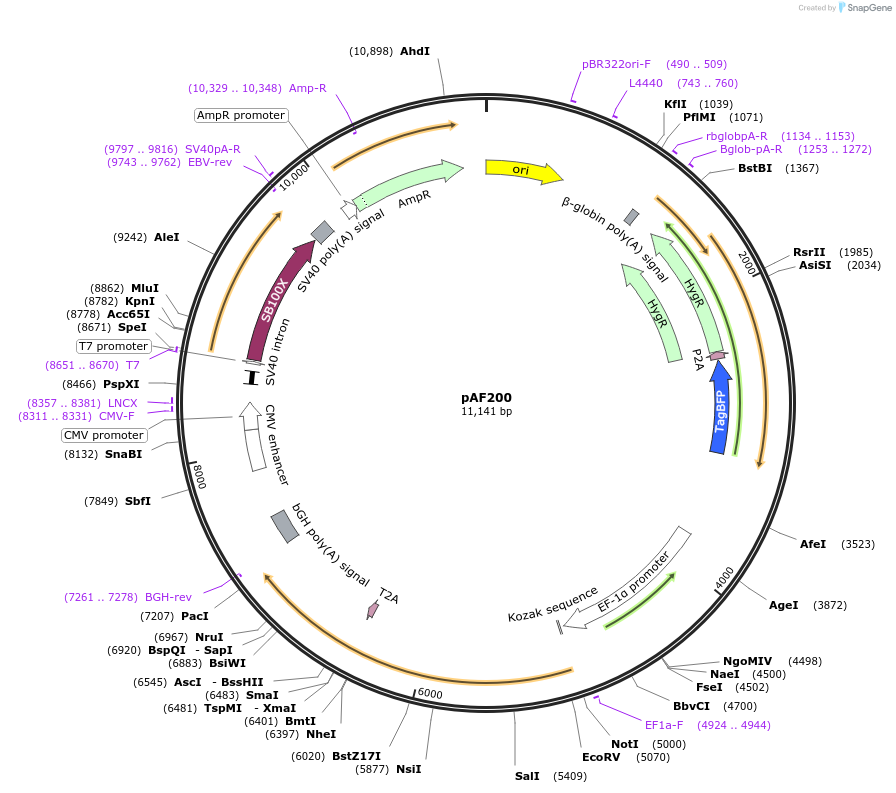 222375-plasmid-map-sequence-id-441923