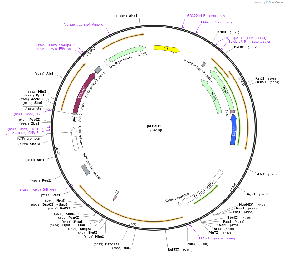 222376-plasmid-map-sequence-id-441931