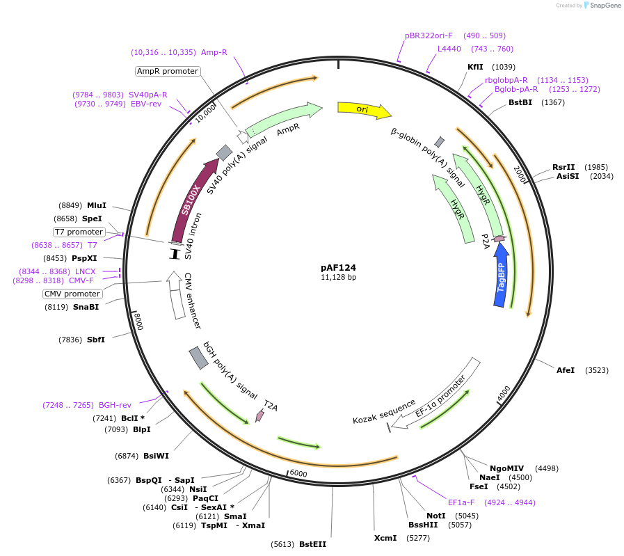 222372-plasmid-map-sequence-id-441936