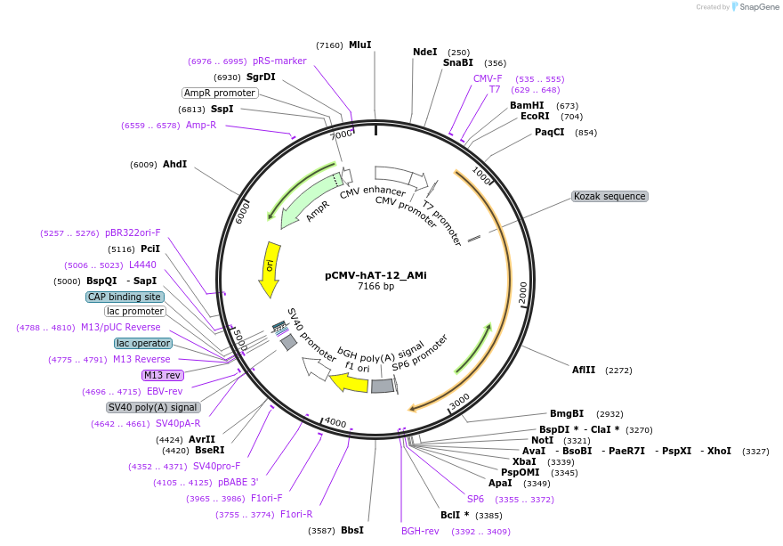 217173-plasmid-map-sequence-id-441967