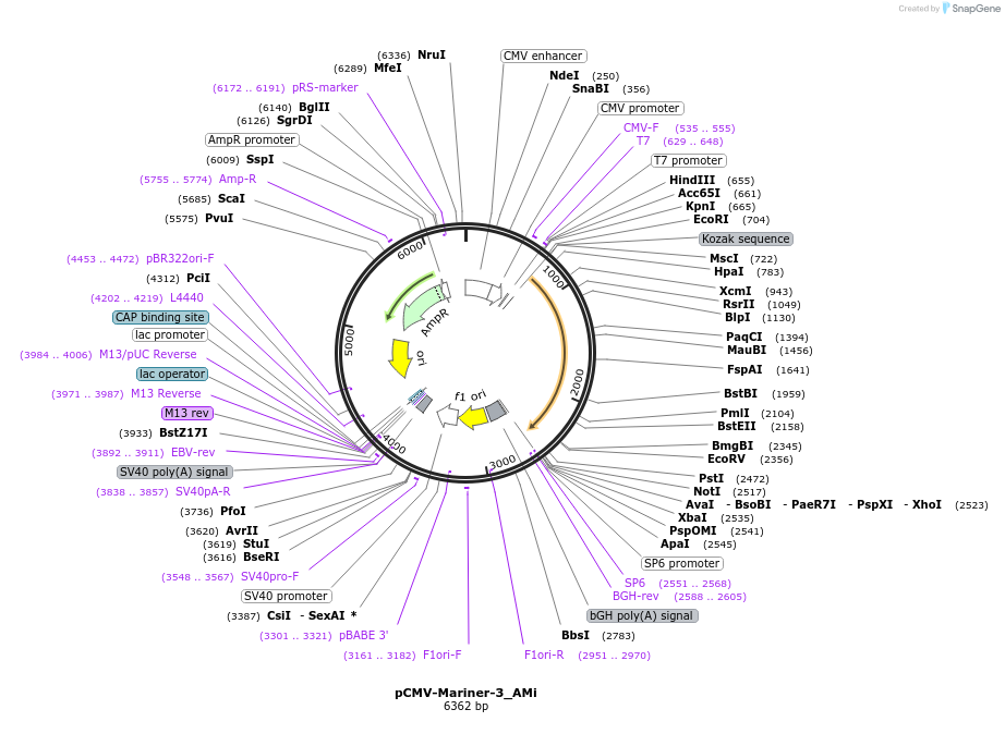 217175-plasmid-map-sequence-id-441973
