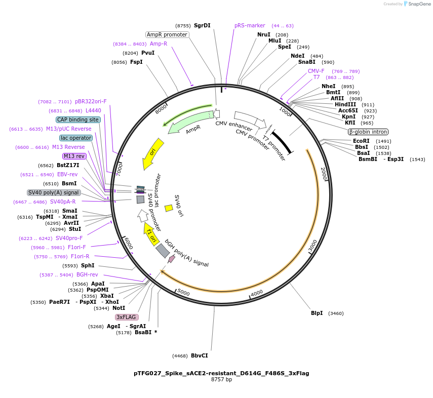 191572-plasmid-map-sequence-id-441975