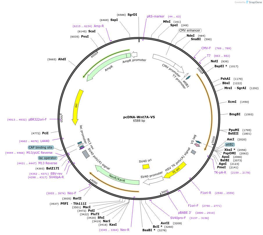 35933-plasmid-map-sequence-id-44199