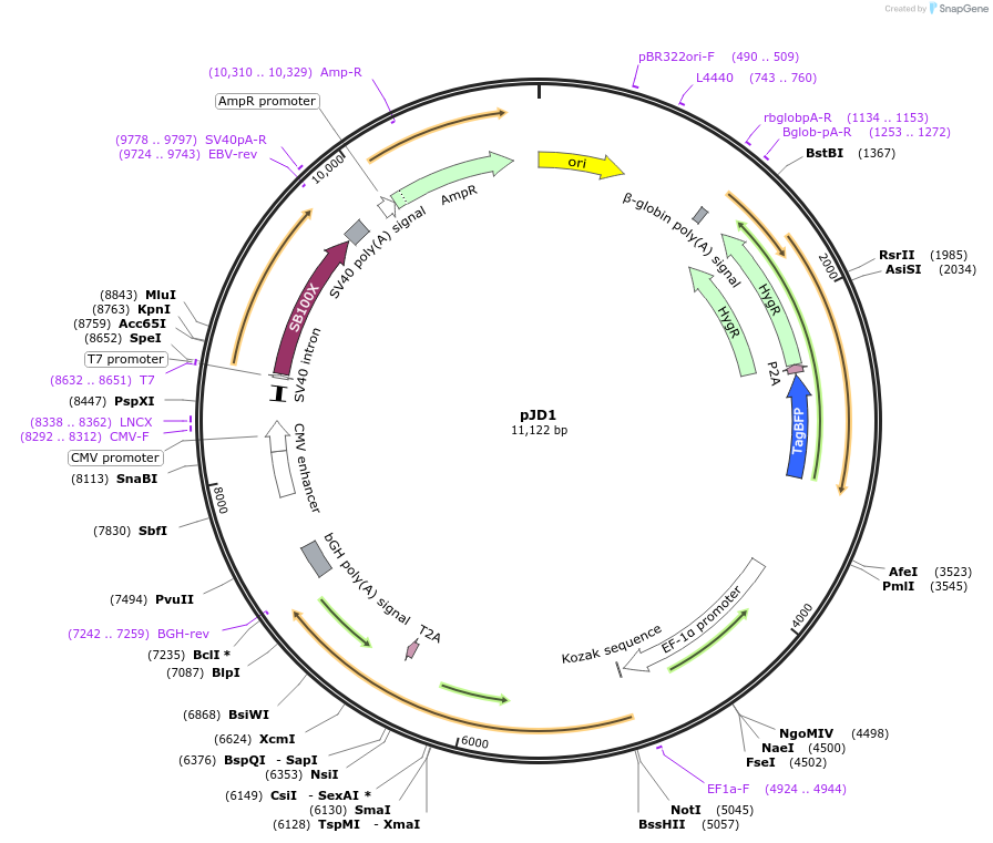 222374-plasmid-map-sequence-id-442002
