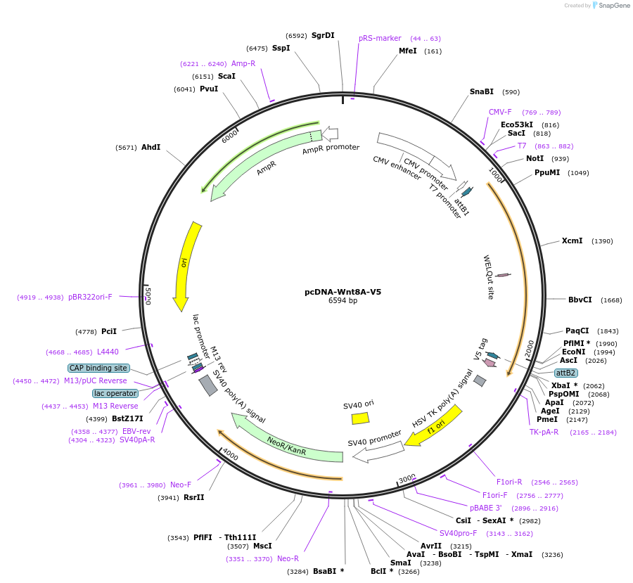 35935-plasmid-map-sequence-id-44201