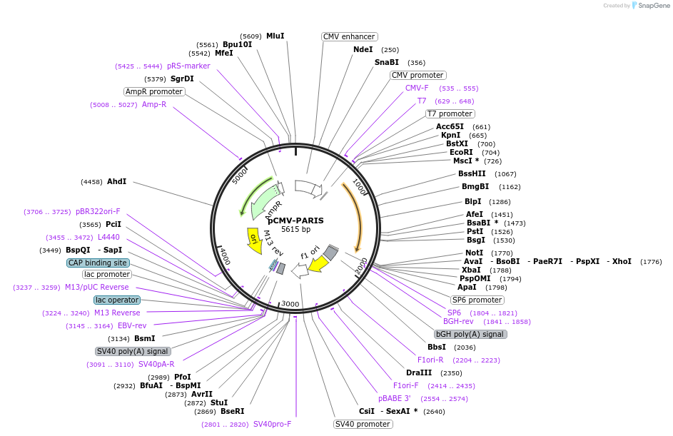 217183-plasmid-map-sequence-id-442012