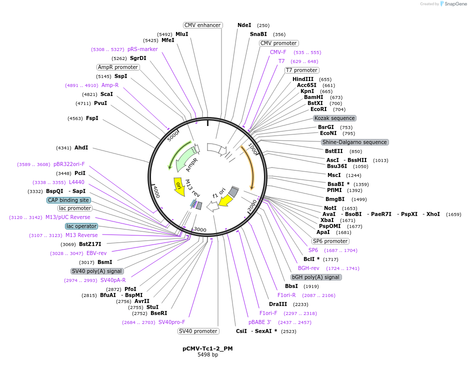 217191-plasmid-map-sequence-id-442013