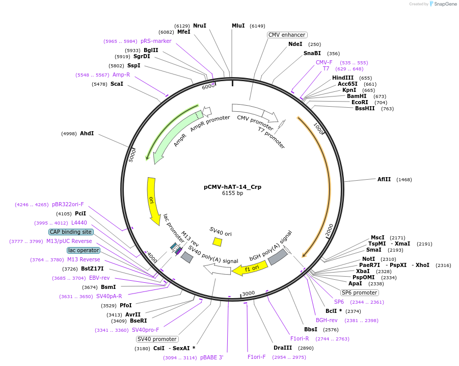 217197-plasmid-map-sequence-id-442014