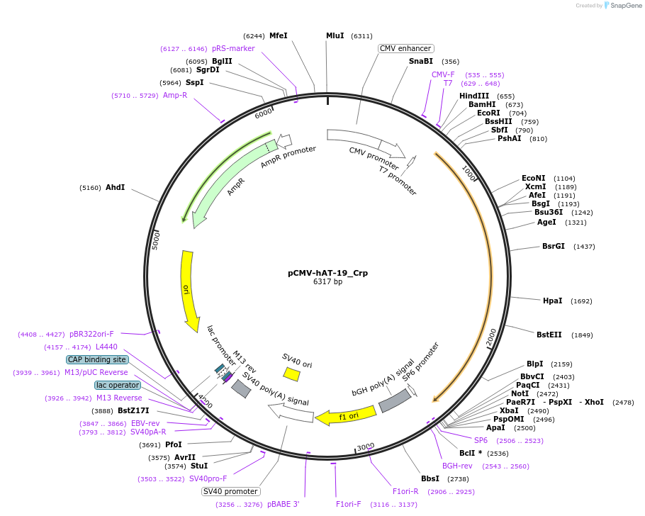217205-plasmid-map-sequence-id-442017