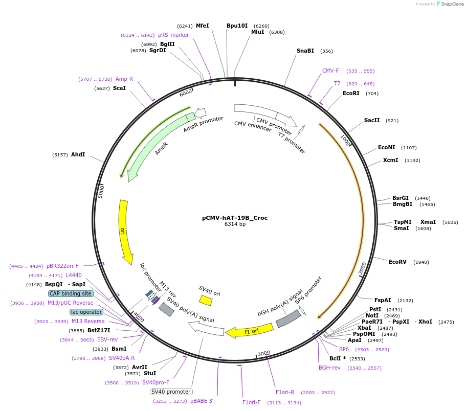 217208-plasmid-map-sequence-id-442018