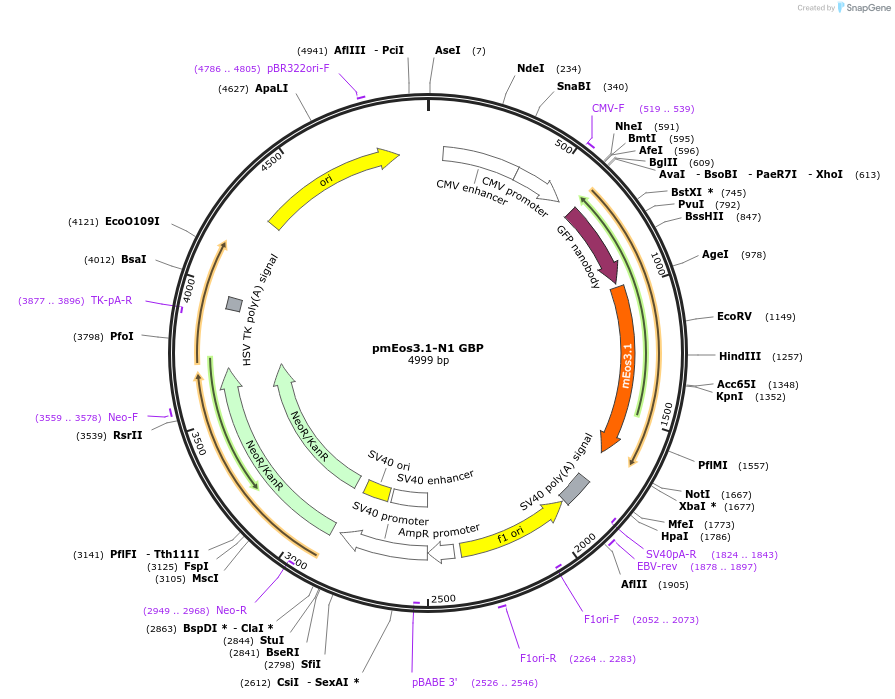 220492-plasmid-map-sequence-id-442019
